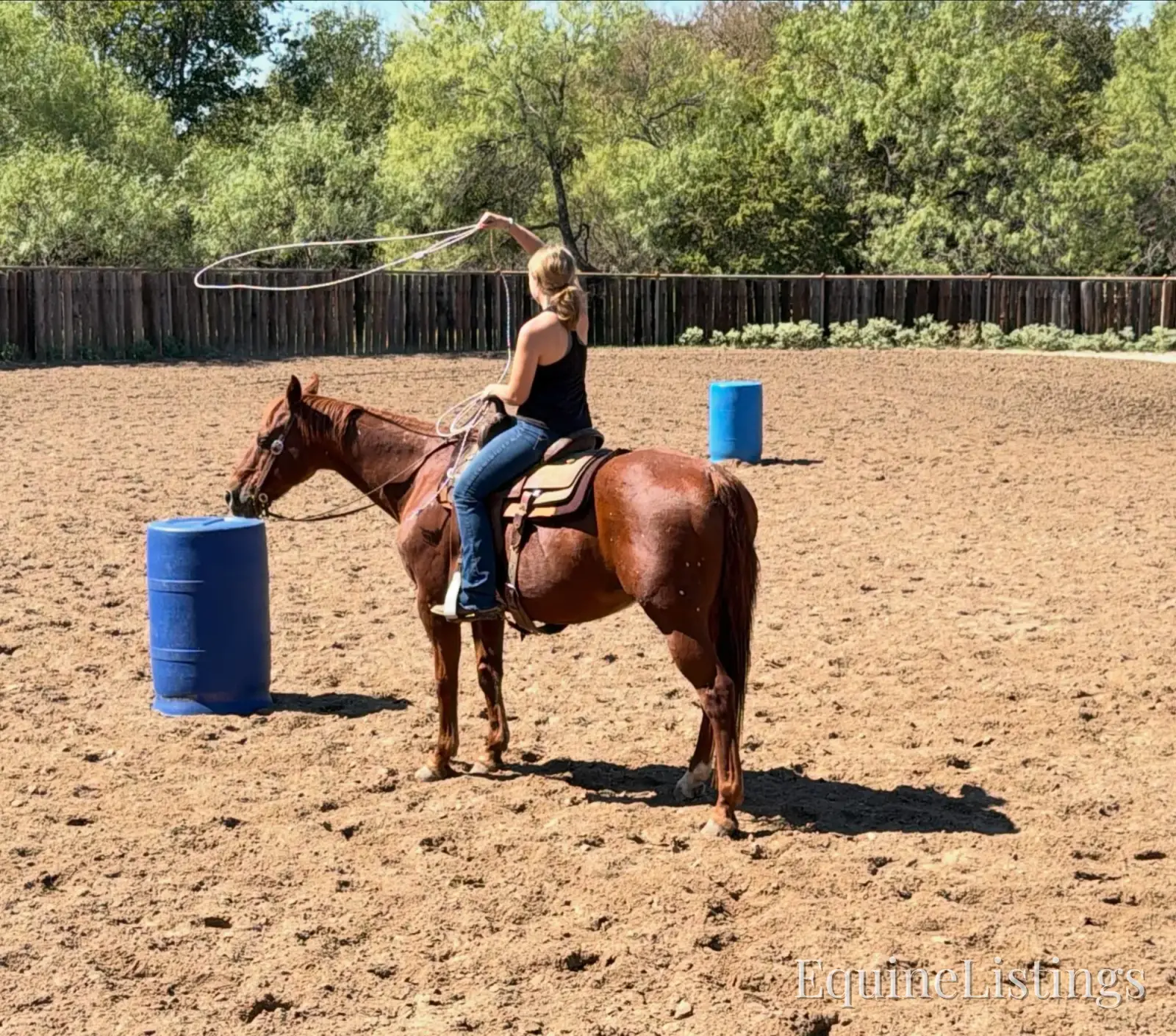 Birdy Gelding Other Breed - Photo 10