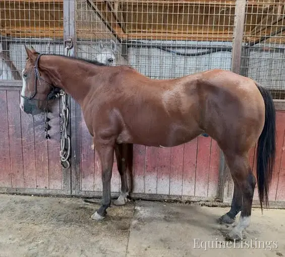 Ranger Gelding Other Breed