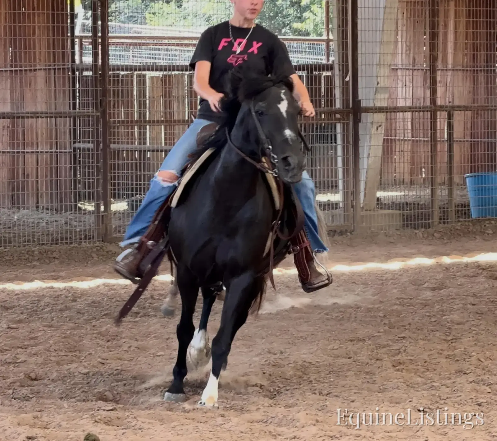 Pepper Mare Other Breed