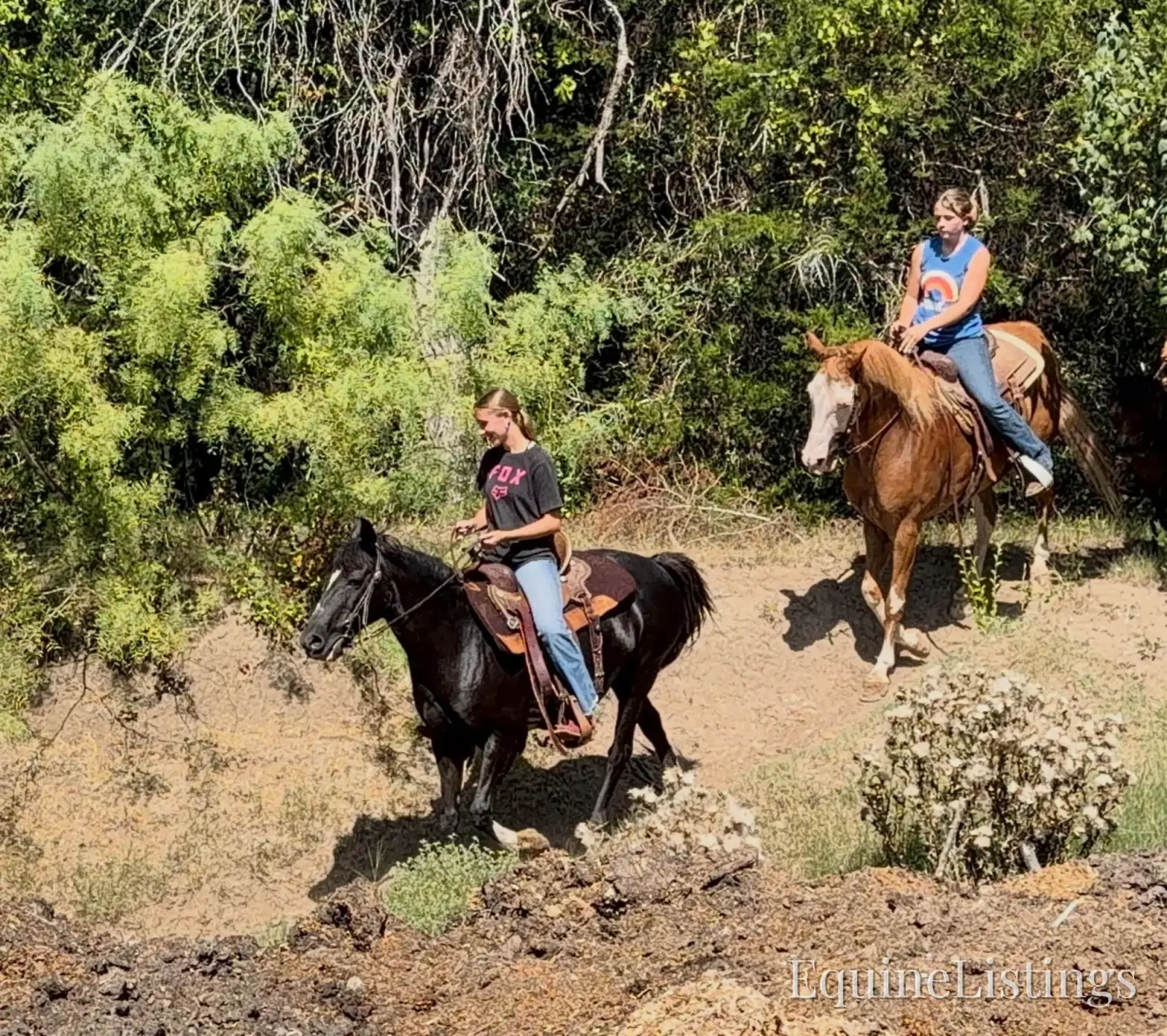 Pepper Mare Other Breed - Photo 14