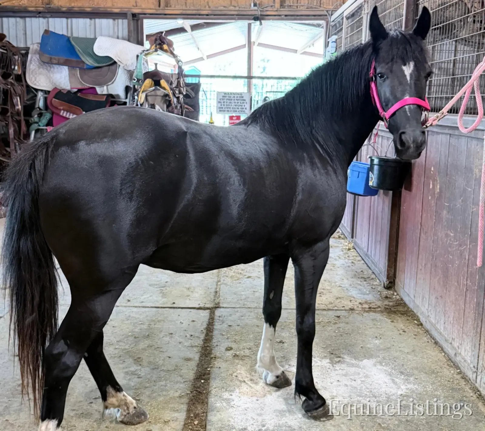 Pepper Mare Other Breed - Photo 2