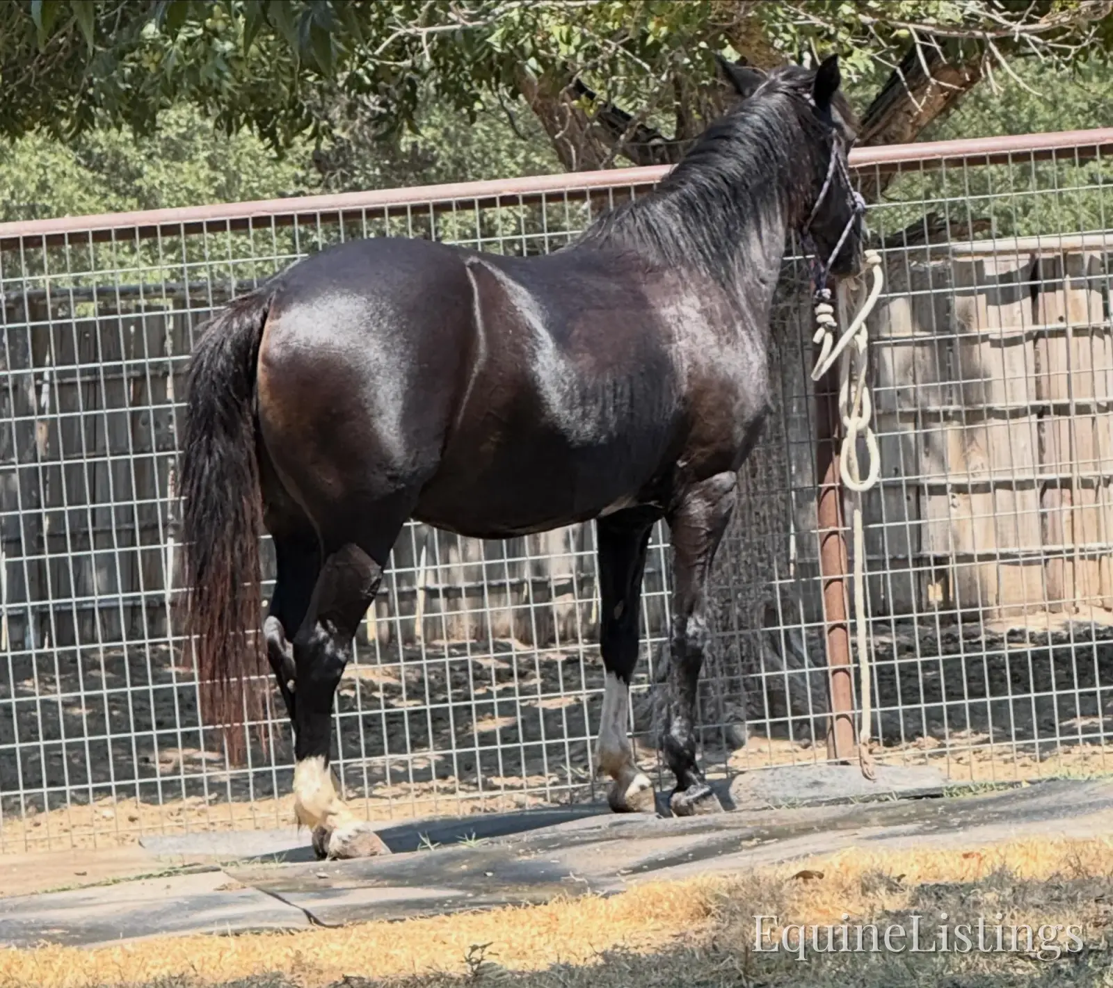 Pepper Mare Other Breed - Photo 8
