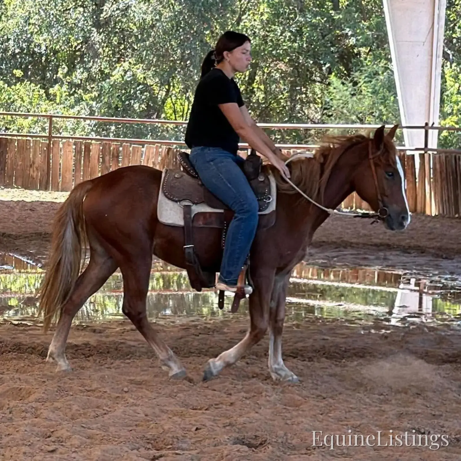Penny Mare Other Breed - Photo 2