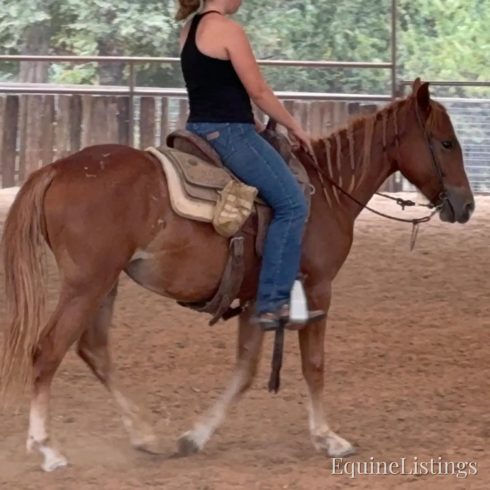 Penny Mare Other Breed - Photo 5