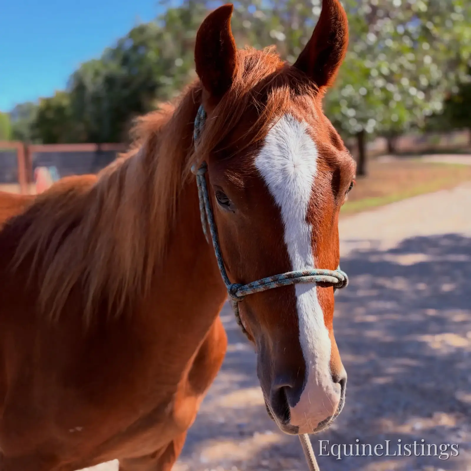 Penny Mare Other Breed - Photo 6