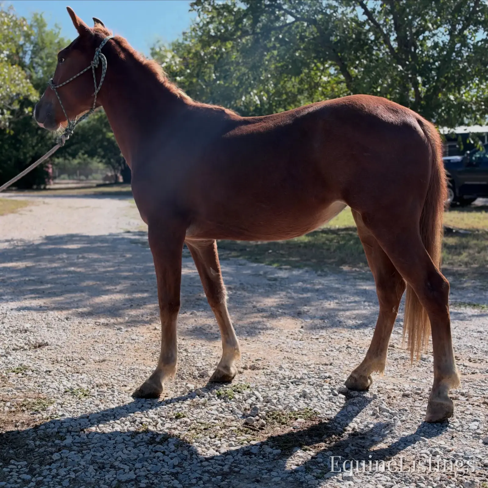 Penny Mare Other Breed - Photo 7