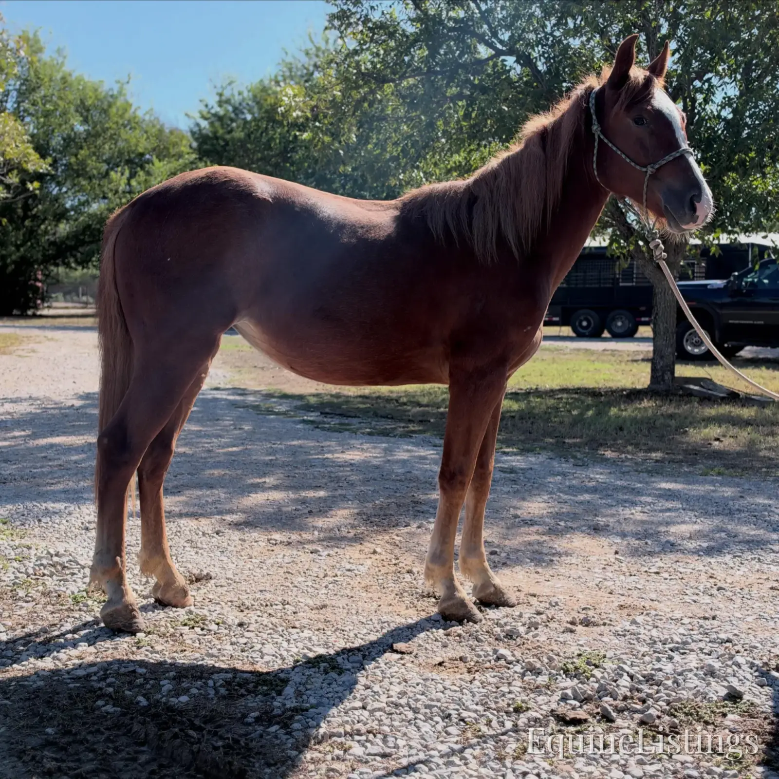 Penny Mare Other Breed - Photo 8