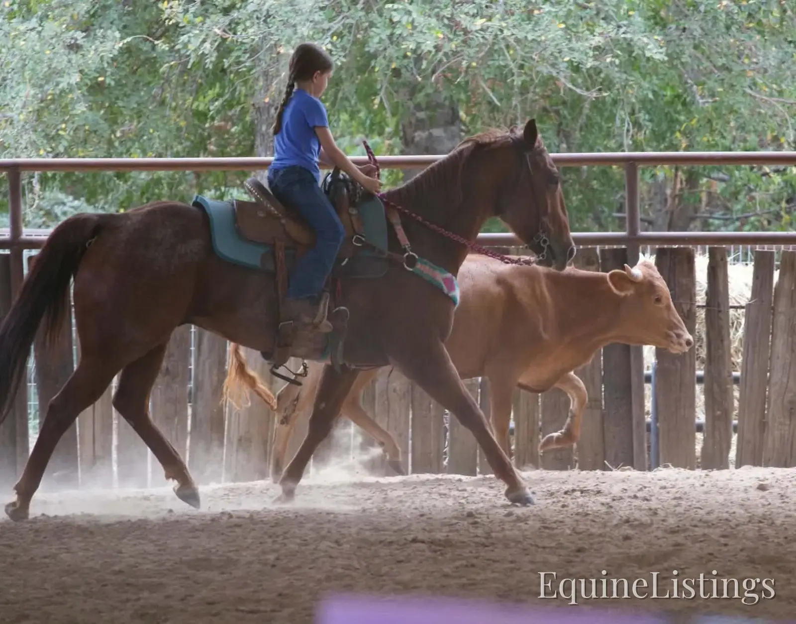 Smarty Gelding Other Breed