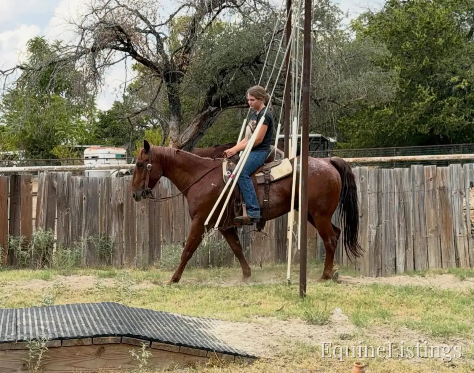 Smarty Gelding Other Breed - Photo 11