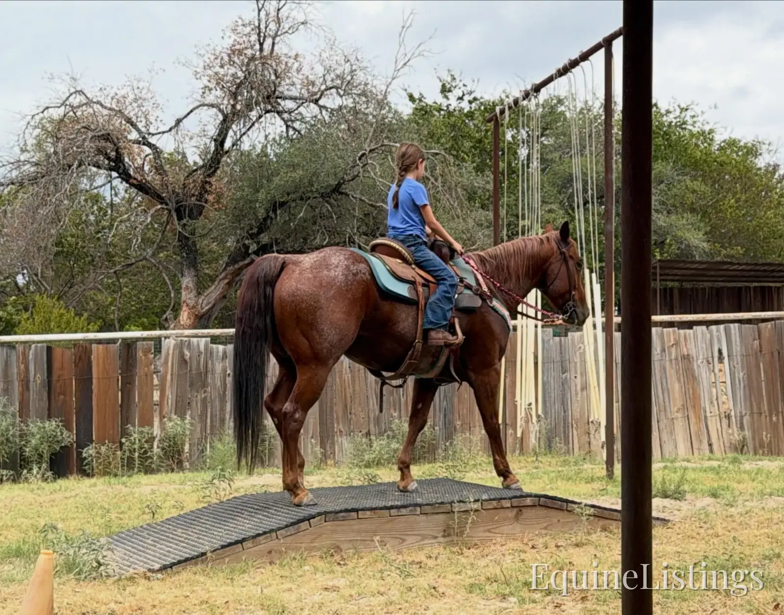 Smarty Gelding Other Breed - Photo 12