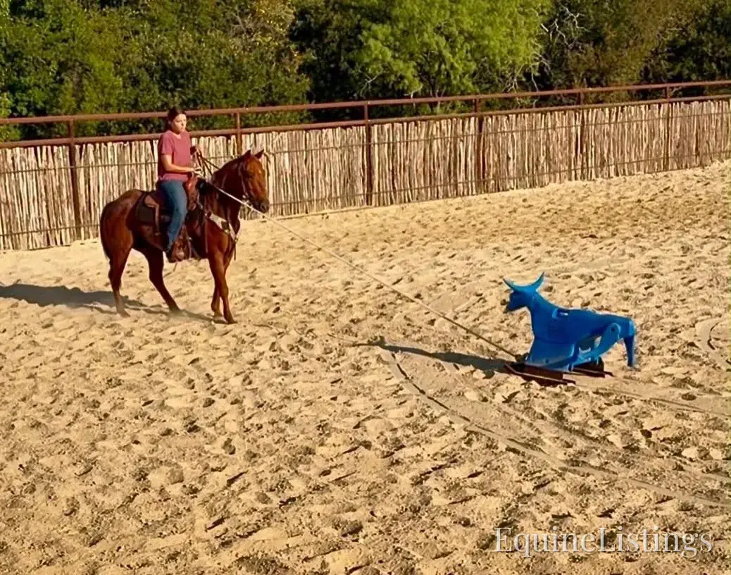 Smarty Gelding Other Breed - Photo 13