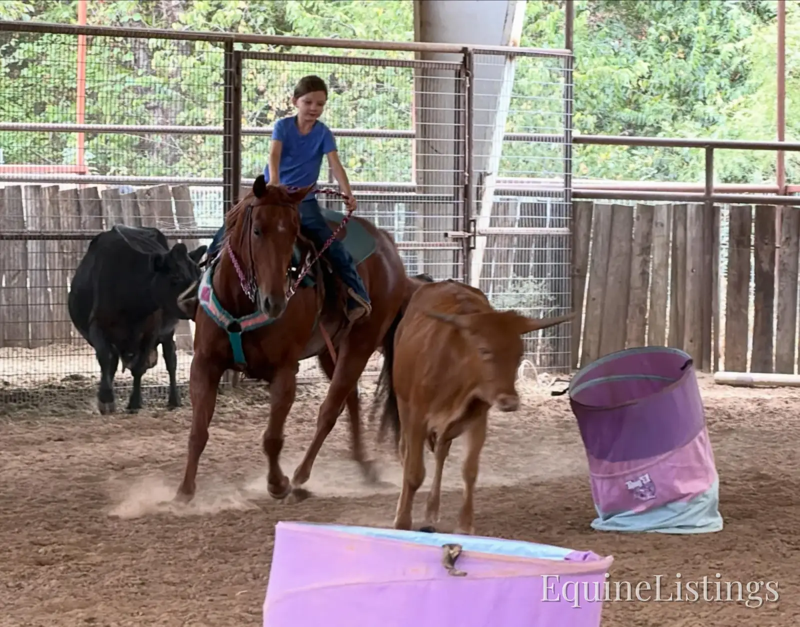 Smarty Gelding Other Breed - Photo 14