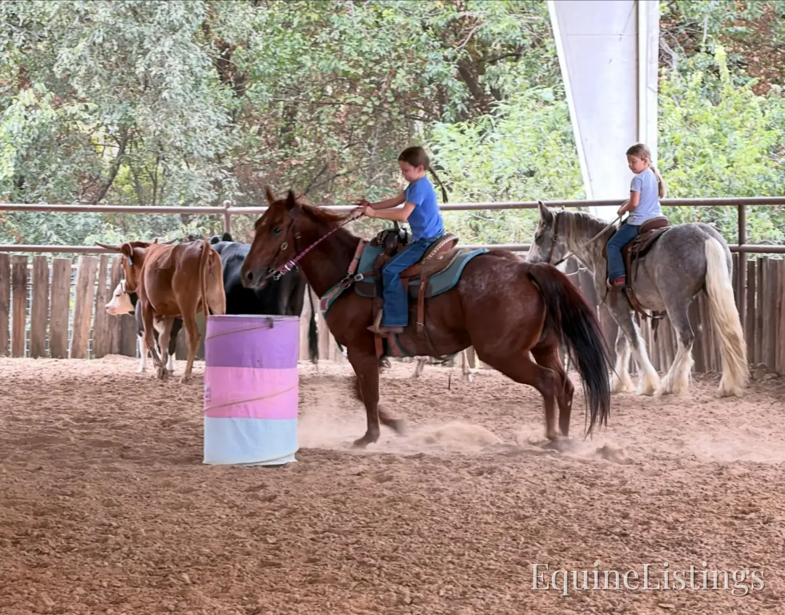 Smarty Gelding Other Breed - Photo 15