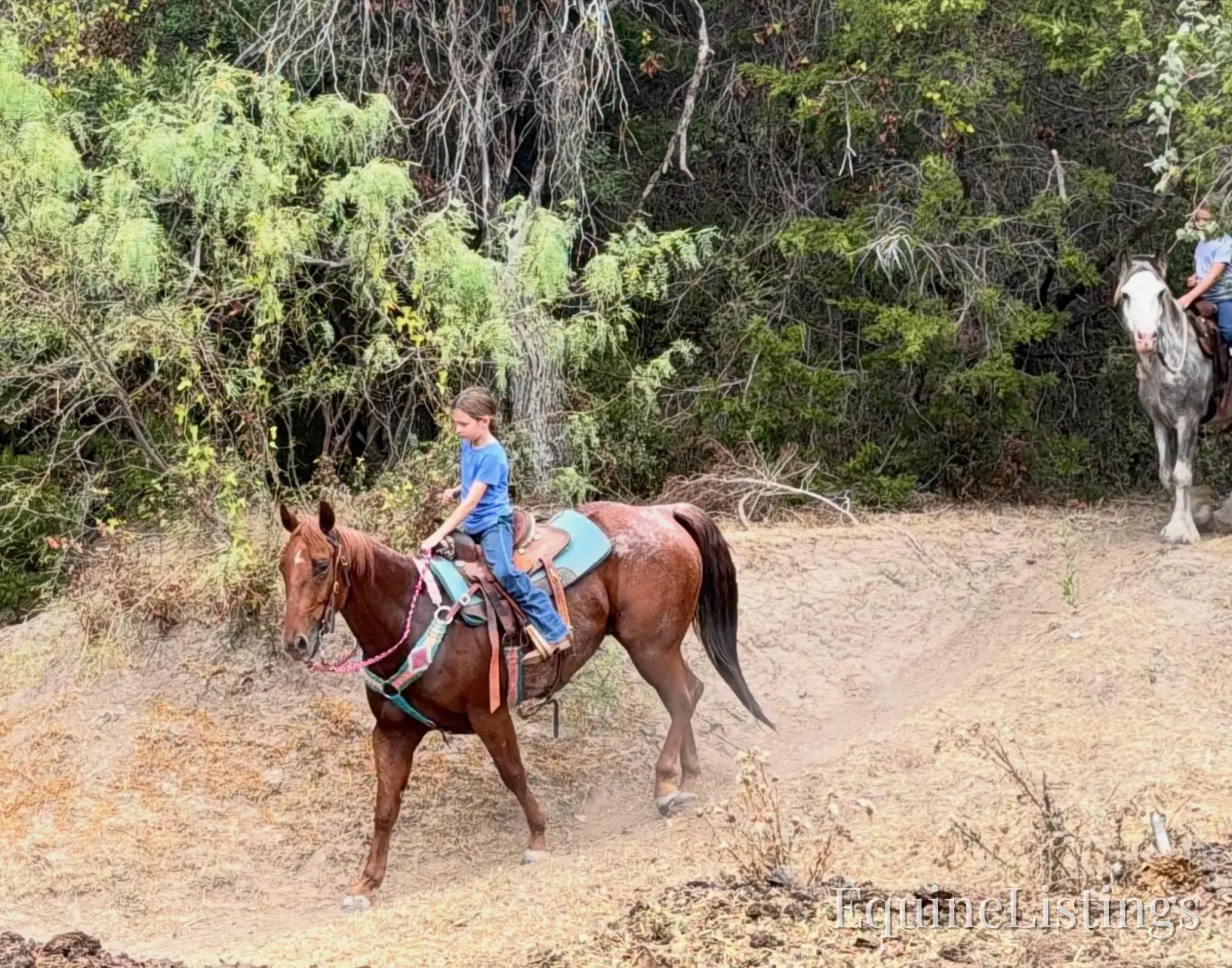 Smarty Gelding Other Breed - Photo 2