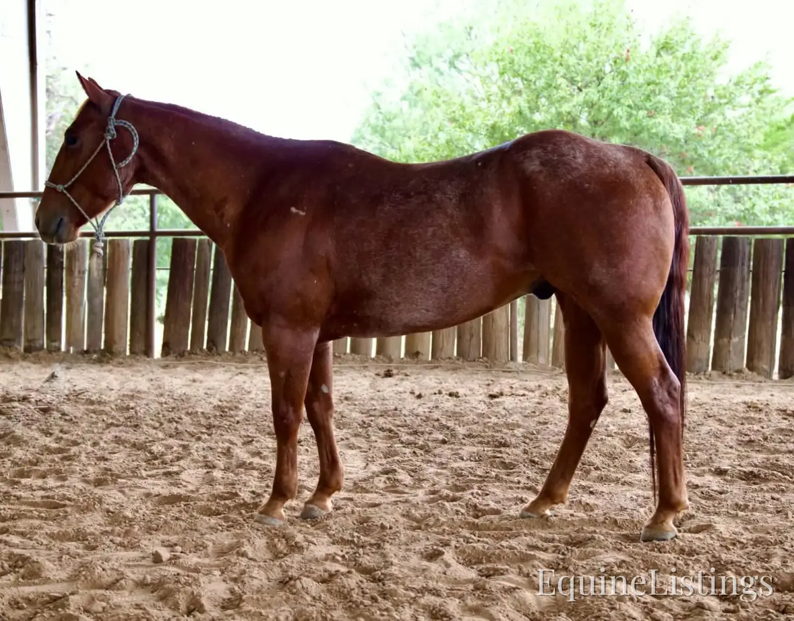 Smarty Gelding Other Breed - Photo 3