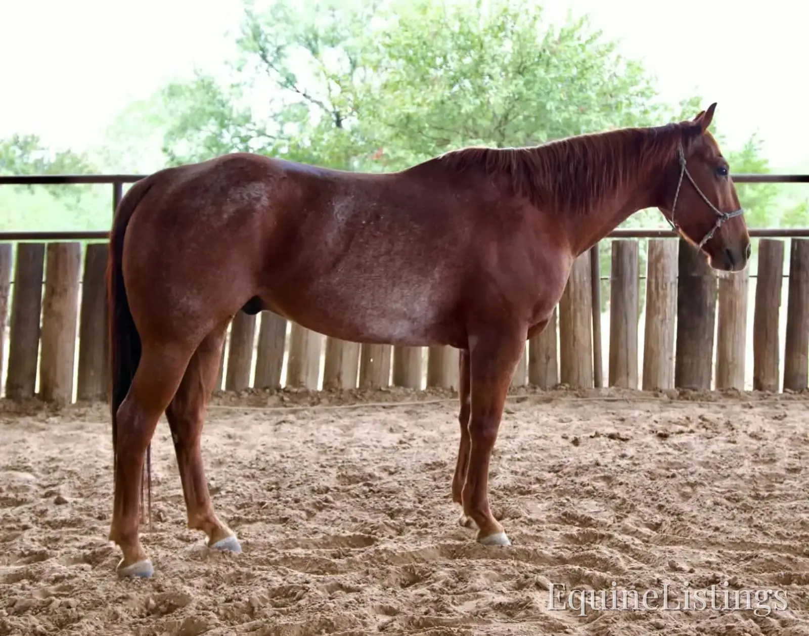 Smarty Gelding Other Breed - Photo 4
