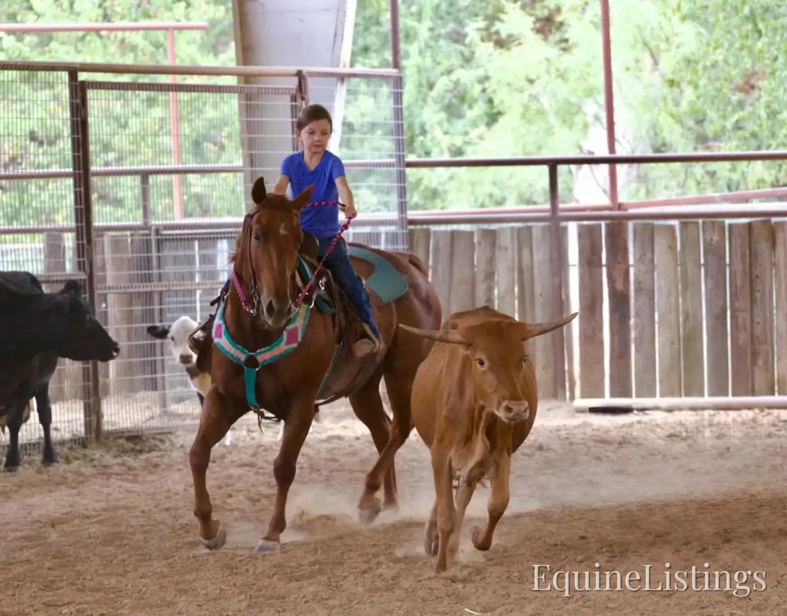 Smarty Gelding Other Breed - Photo 5