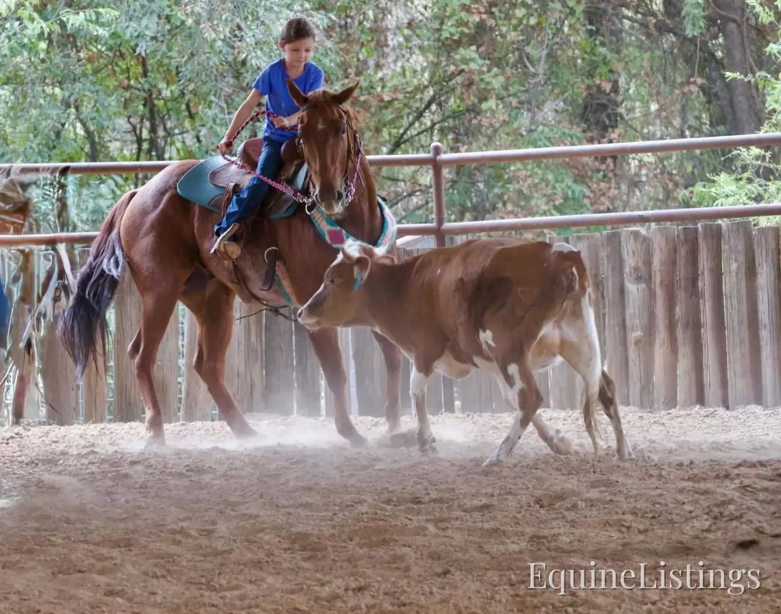 Smarty Gelding Other Breed - Photo 6
