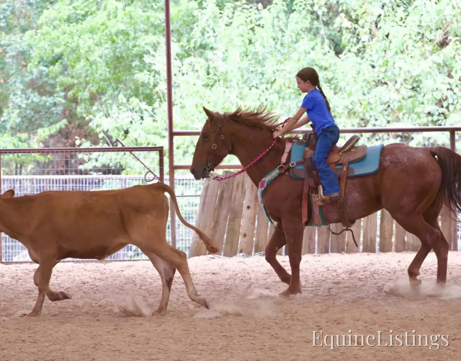 Smarty Gelding Other Breed - Photo 7