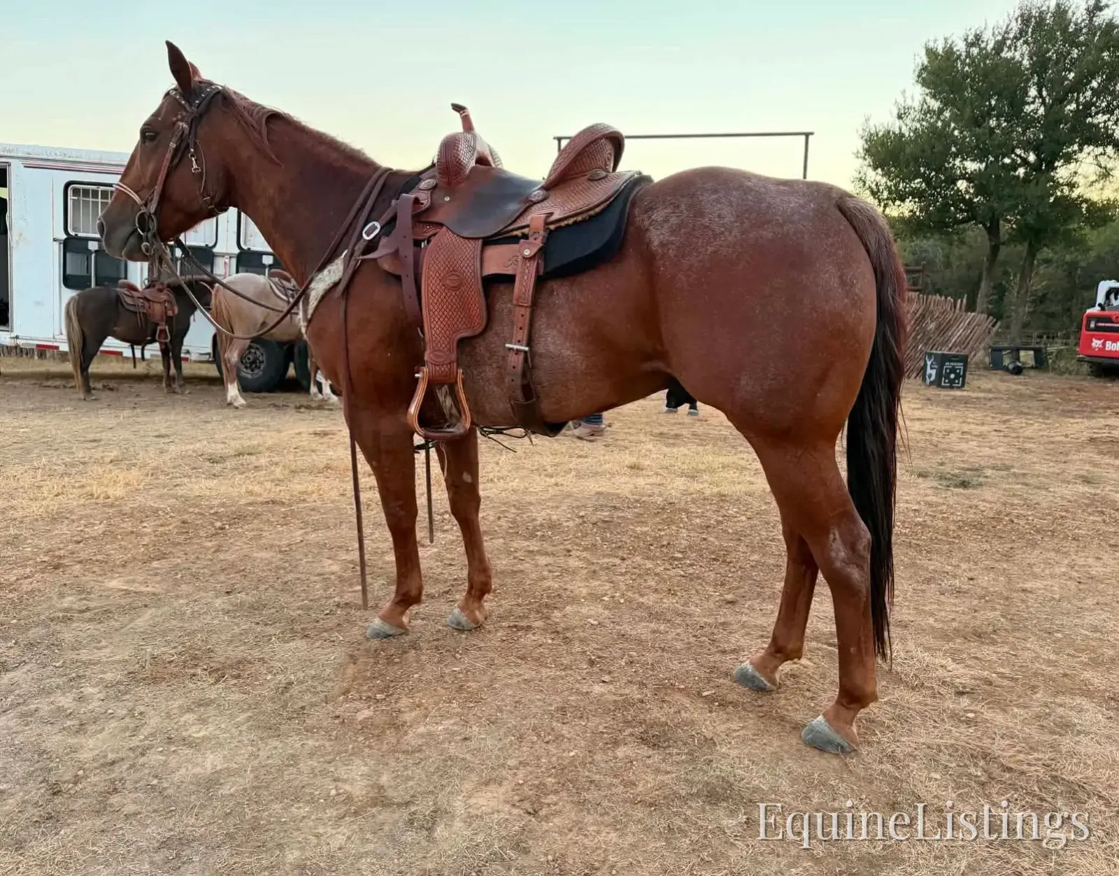 Smarty Gelding Other Breed - Photo 8