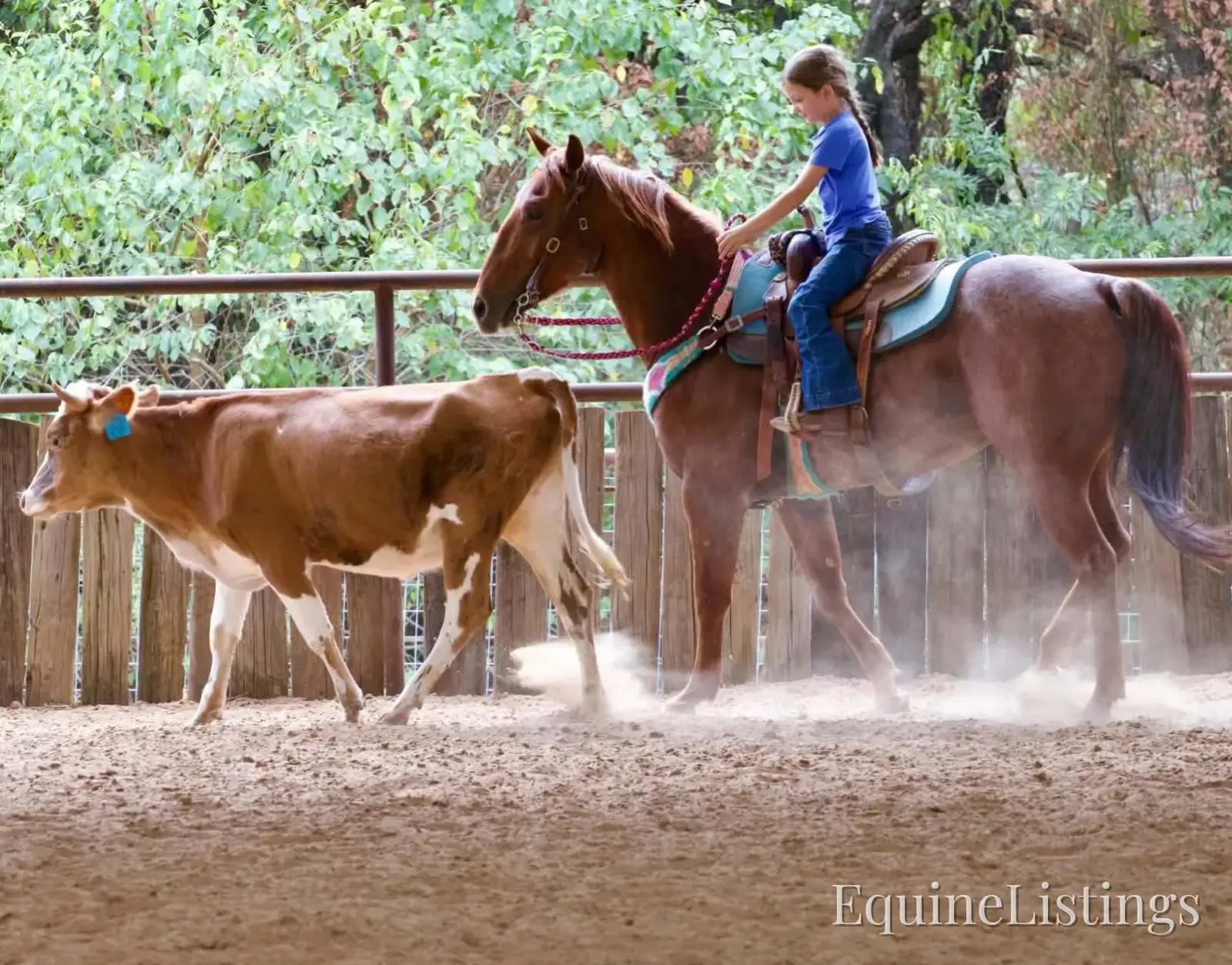 Smarty Gelding Other Breed - Photo 9