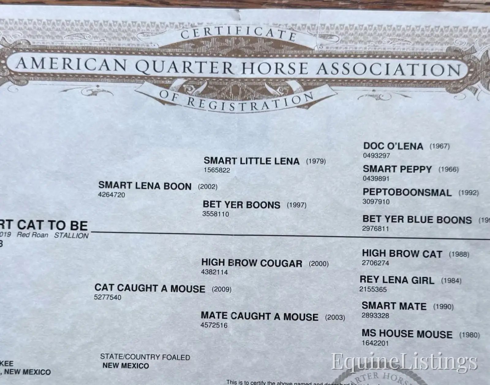 Smarty Gelding Other Breed - Photo 10