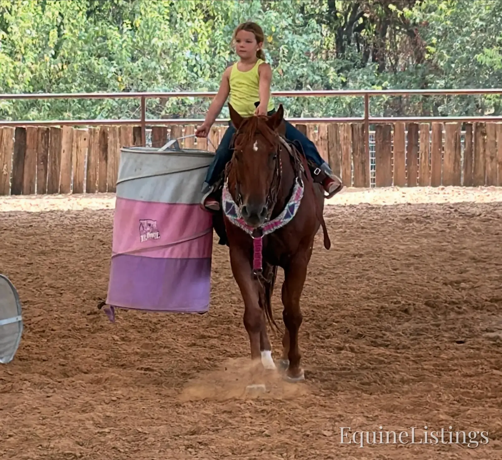 Birdy Gelding Other Breed