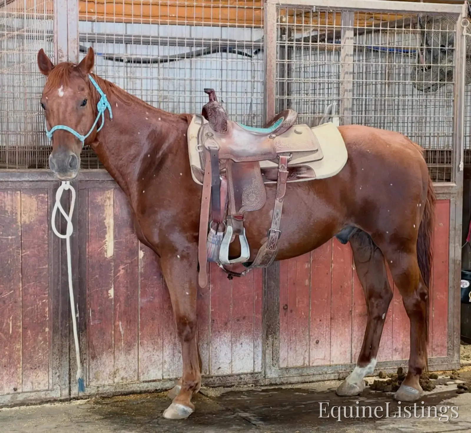 Birdy Gelding Other Breed - Photo 12