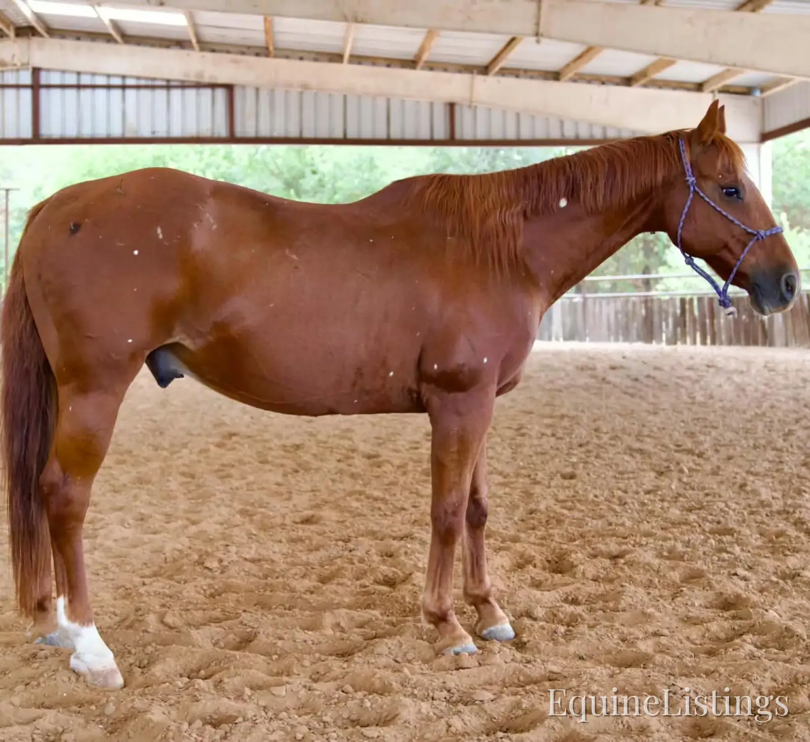 Birdy Gelding Other Breed - Photo 13