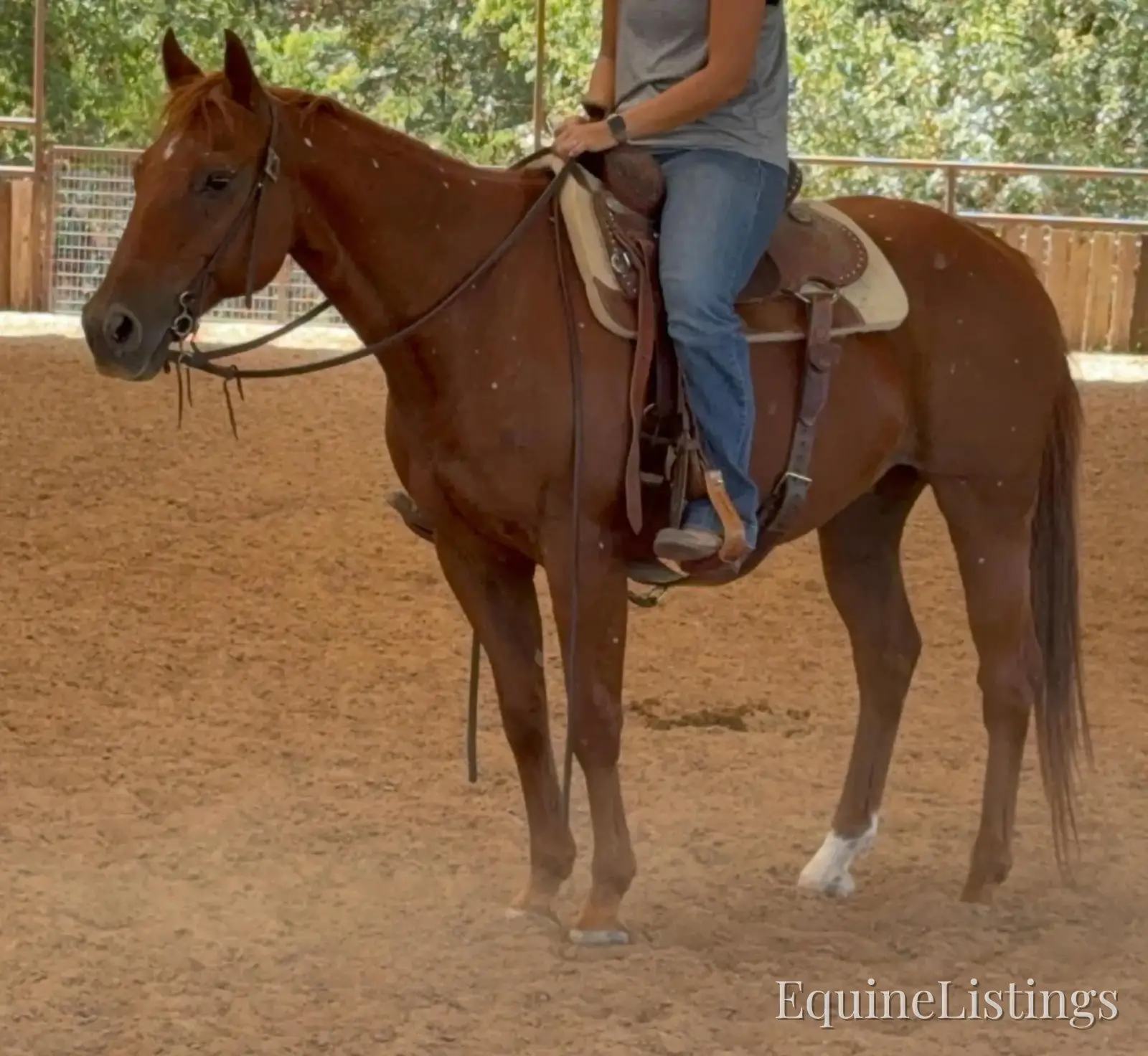 Birdy Gelding Other Breed - Photo 14