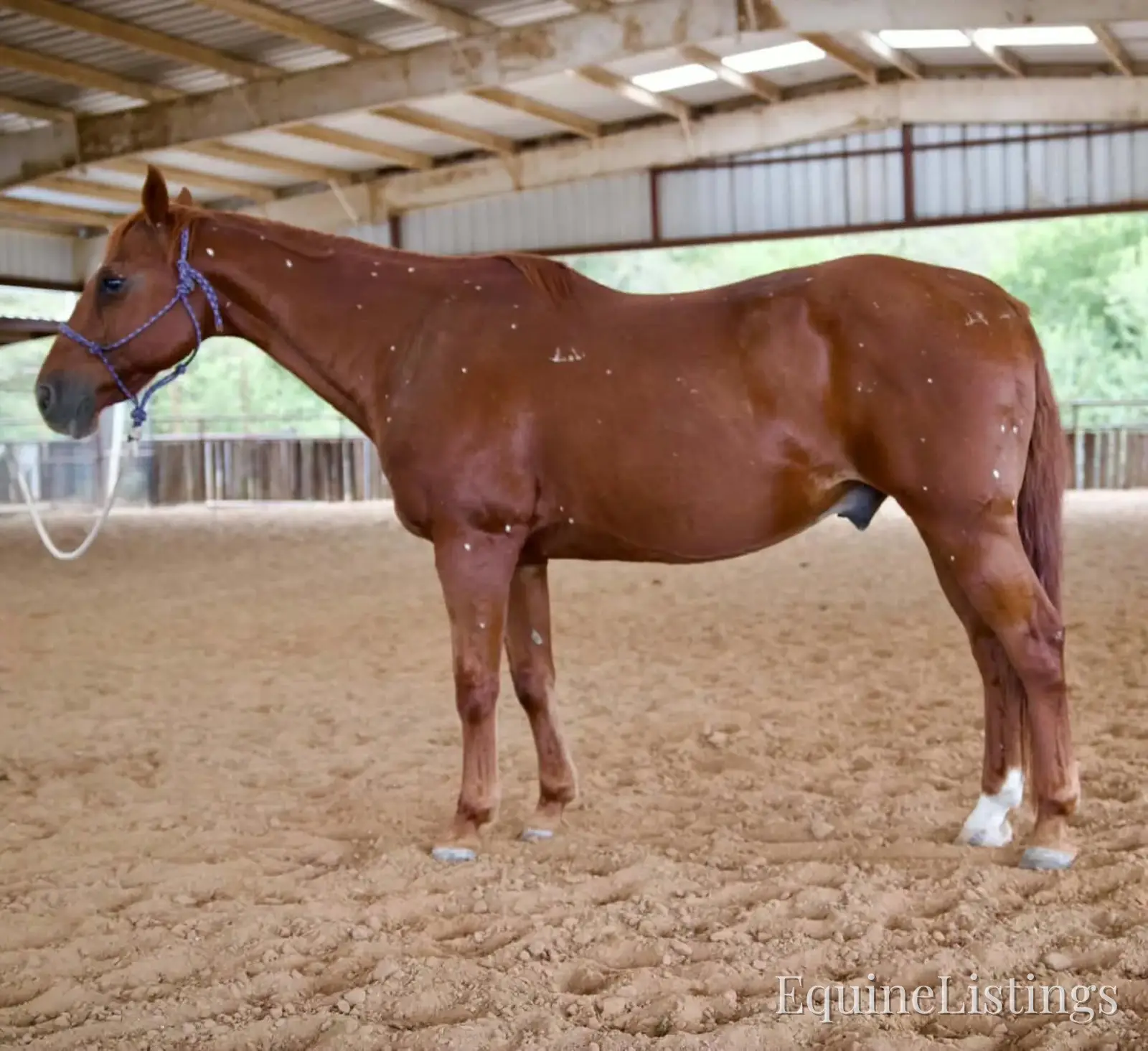 Birdy Gelding Other Breed - Photo 2
