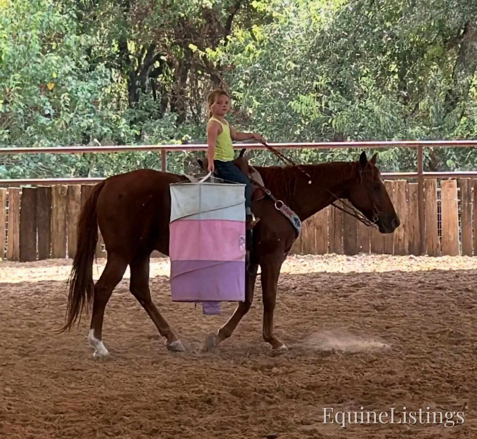 Birdy Gelding Other Breed - Photo 3