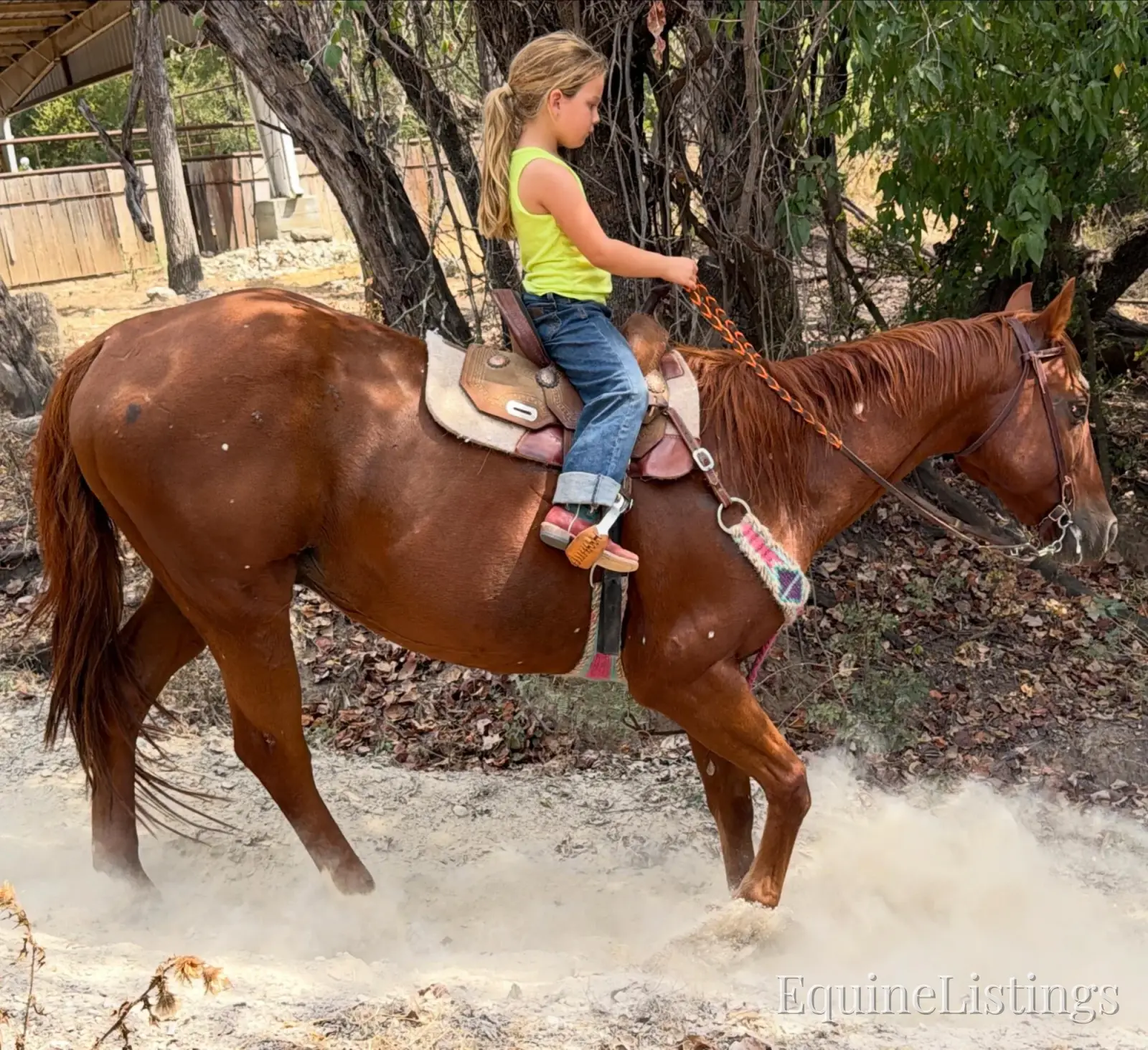 Birdy Gelding Other Breed - Photo 4