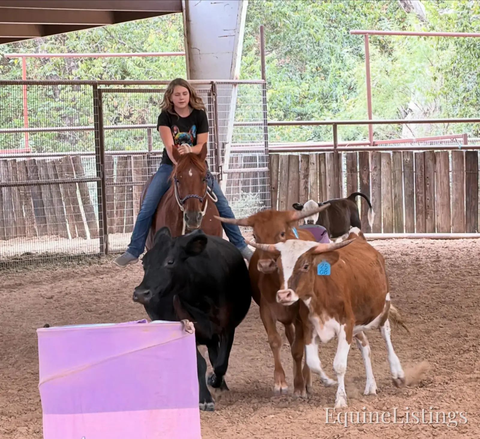 Birdy Gelding Other Breed - Photo 5