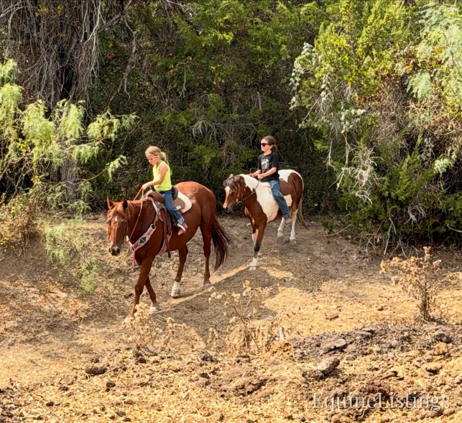Birdy Gelding Other Breed - Photo 6