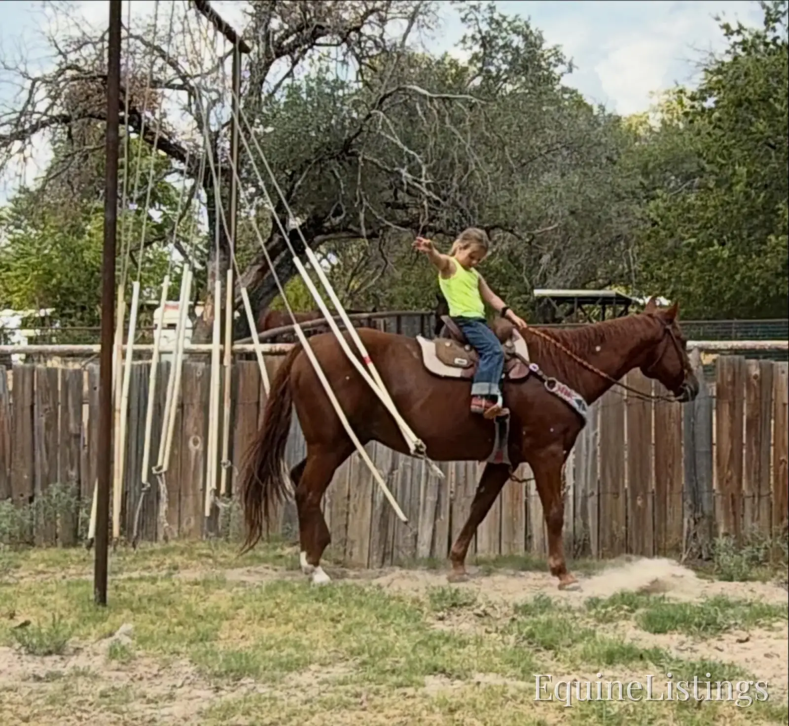 Birdy Gelding Other Breed - Photo 7