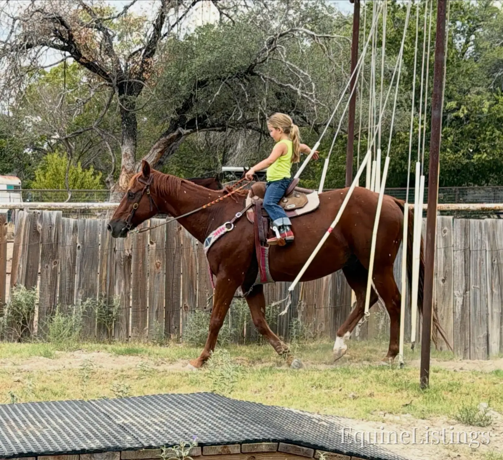 Birdy Gelding Other Breed - Photo 8