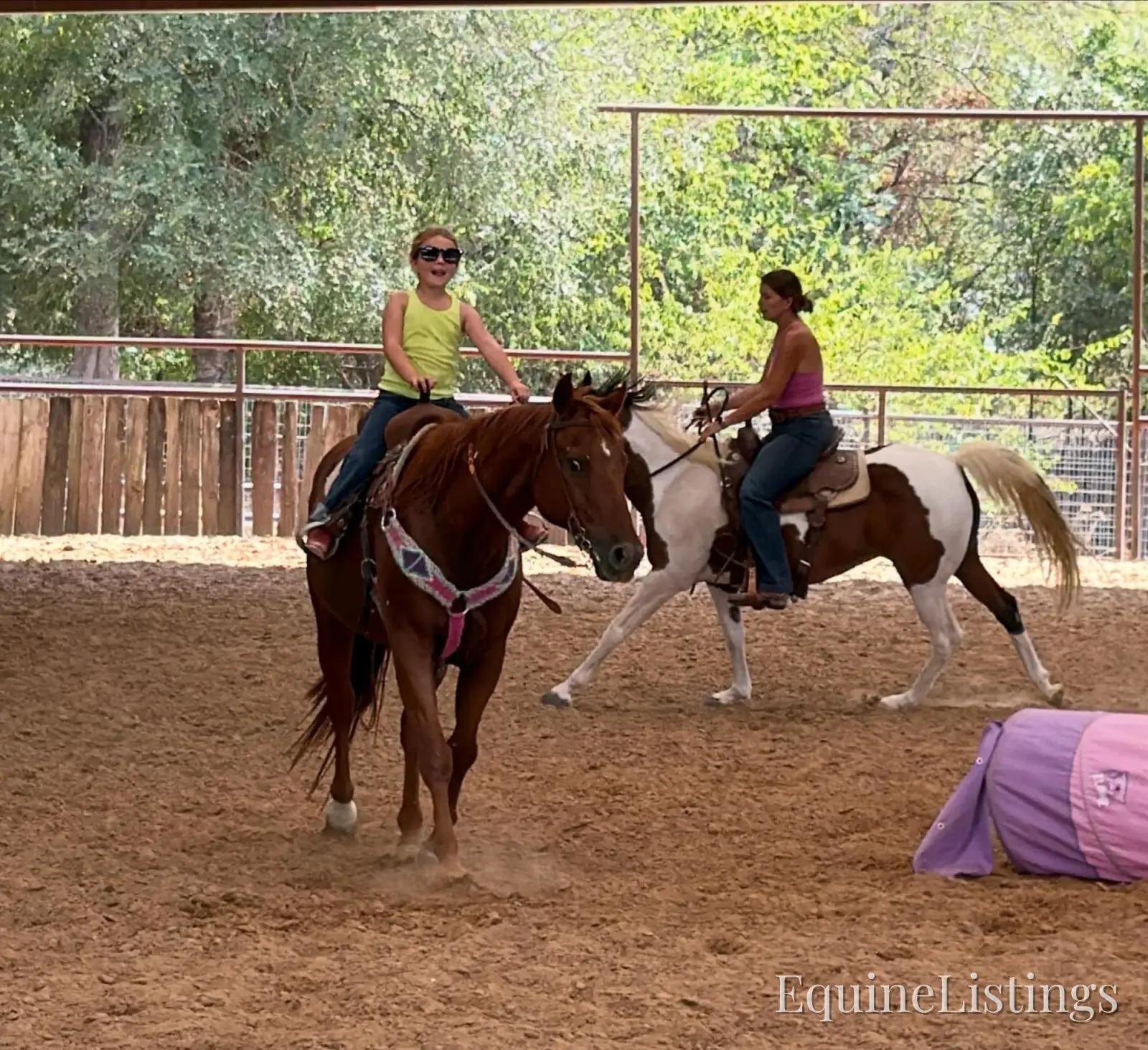 Birdy Gelding Other Breed - Photo 10