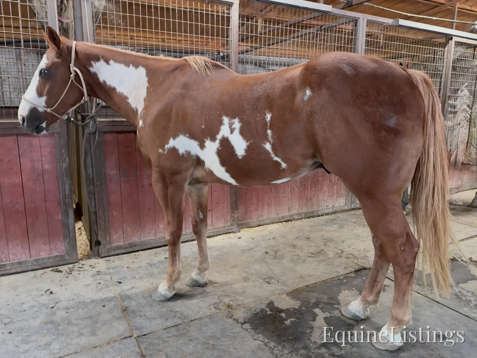 Utah Gelding Other Breed