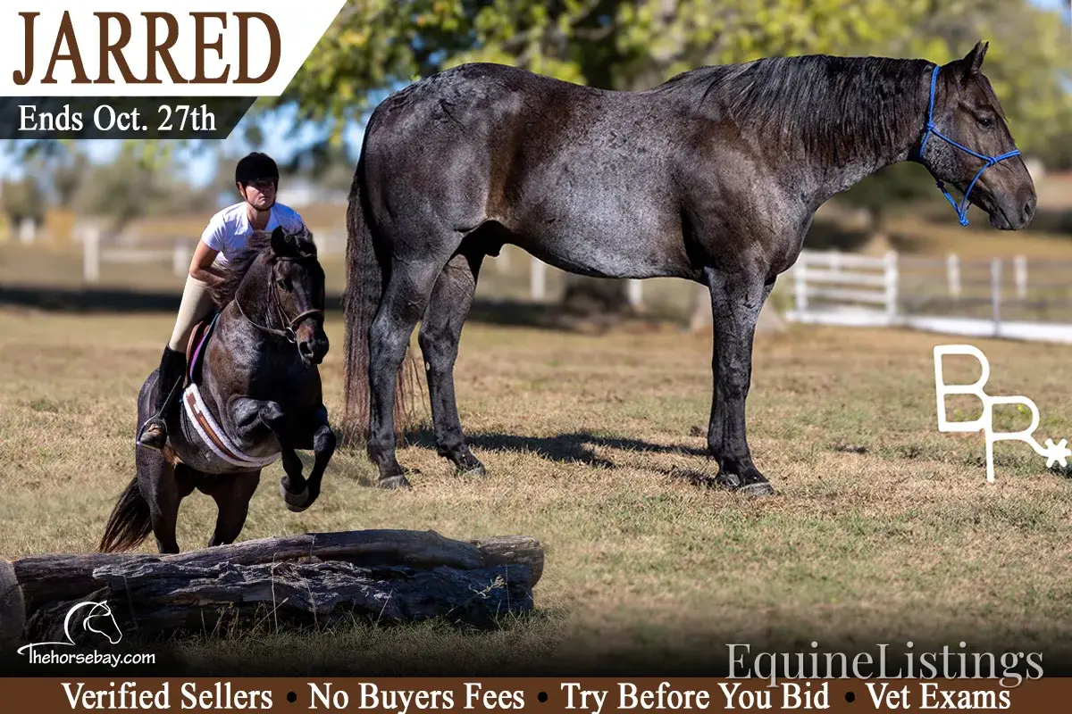 Jarred Blue Roan Gelding Draft