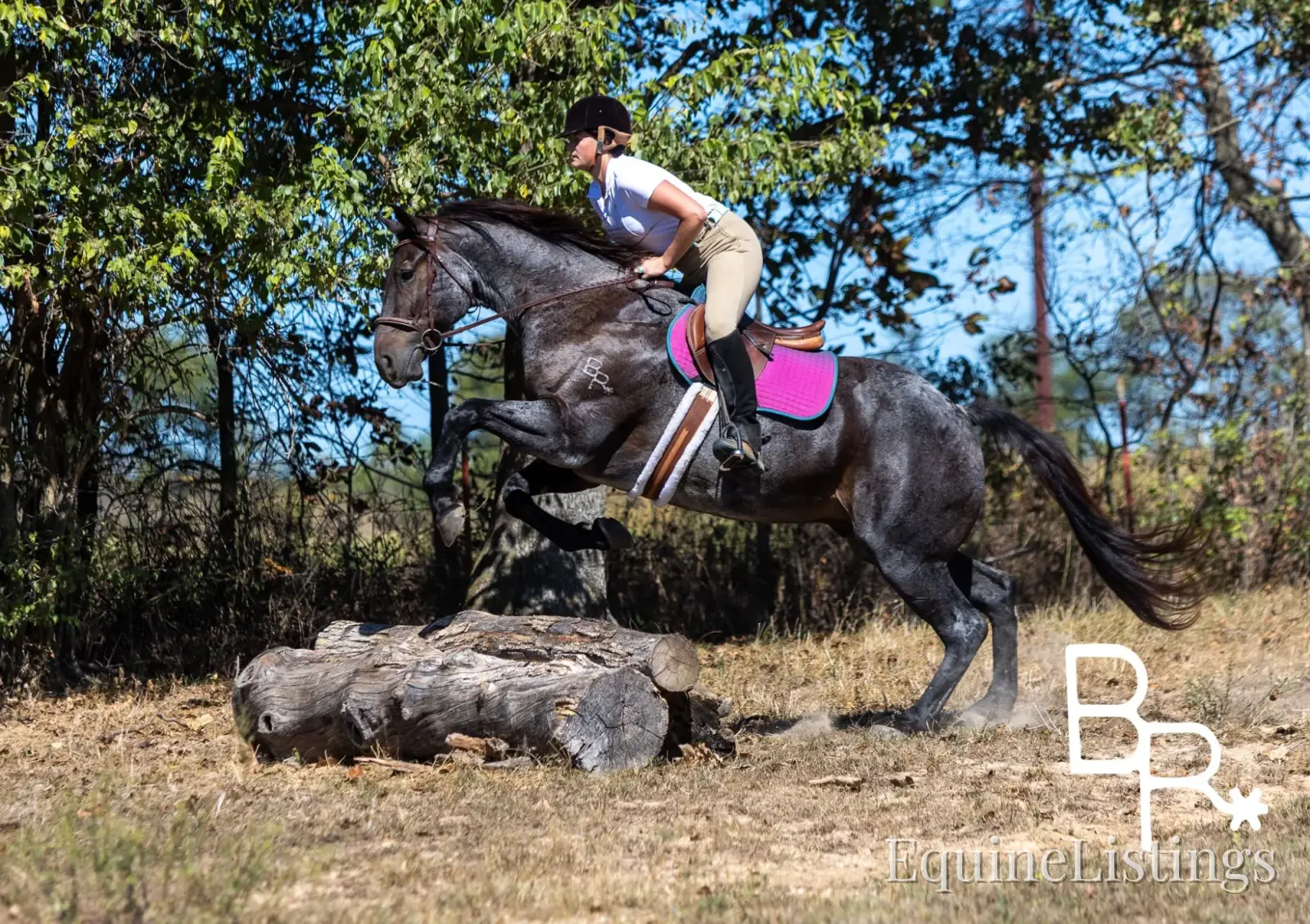 Jarred Blue Roan Gelding Draft - Photo 11
