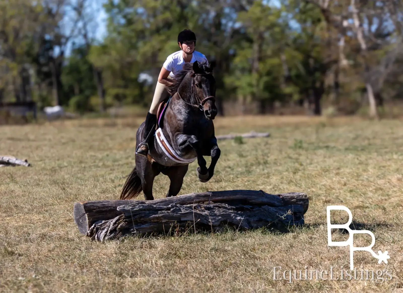 Jarred Blue Roan Gelding Draft - Photo 12