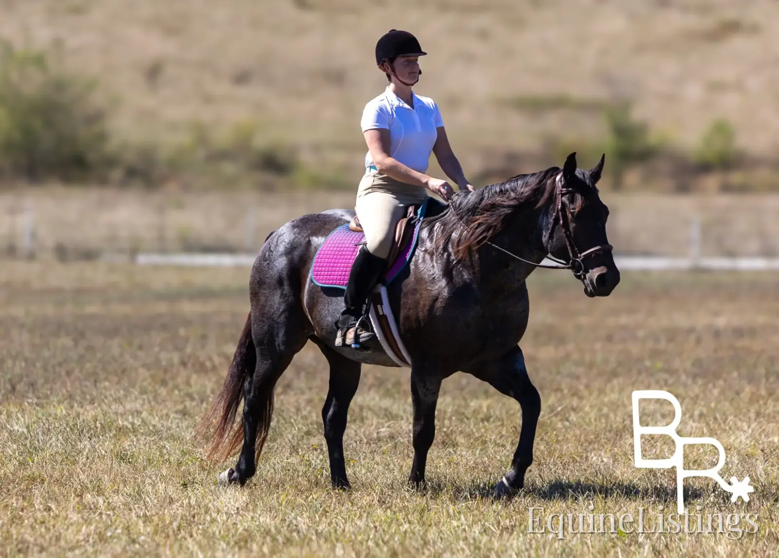 Jarred Blue Roan Gelding Draft - Photo 13