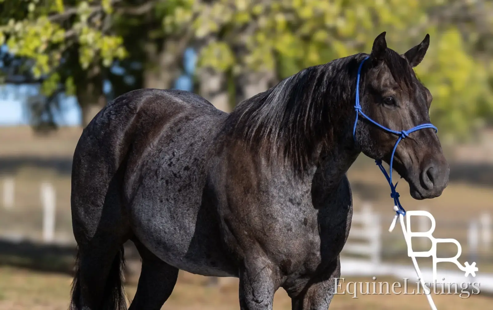 Jarred Blue Roan Gelding Draft - Photo 14