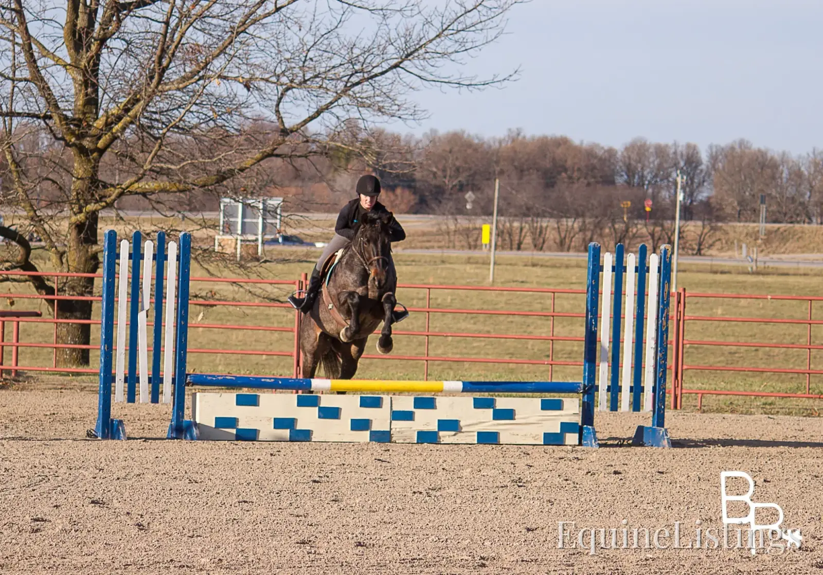 Jarred Blue Roan Gelding Draft - Photo 15
