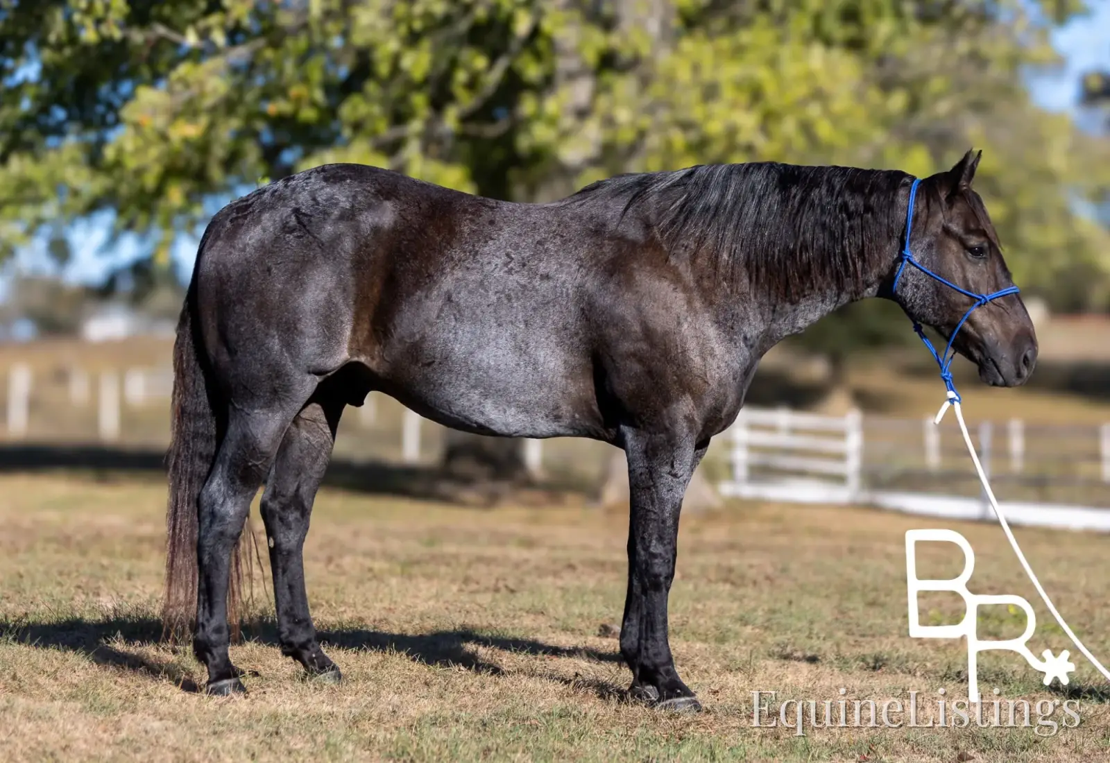 Jarred Blue Roan Gelding Draft - Photo 16