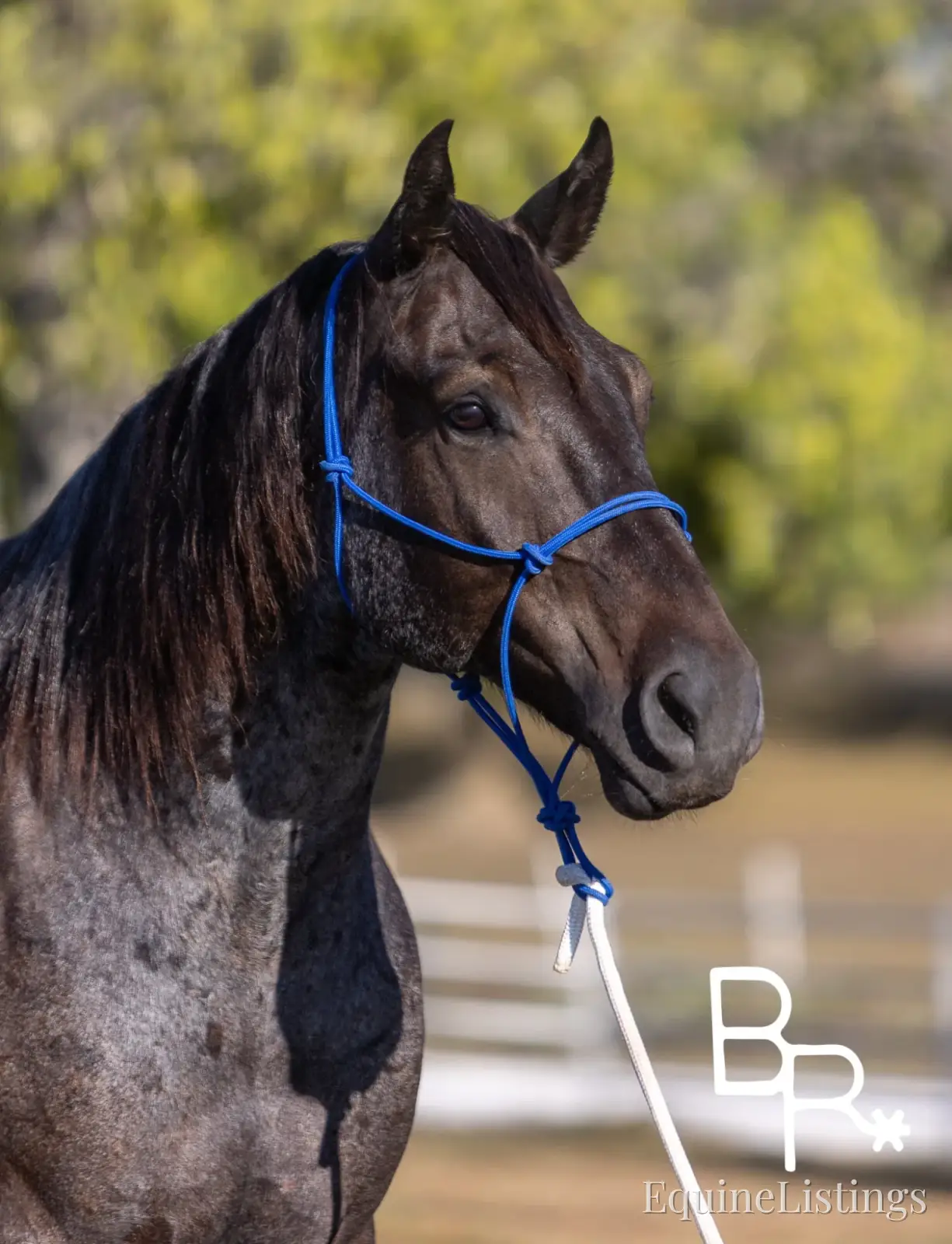 Jarred Blue Roan Gelding Draft - Photo 17