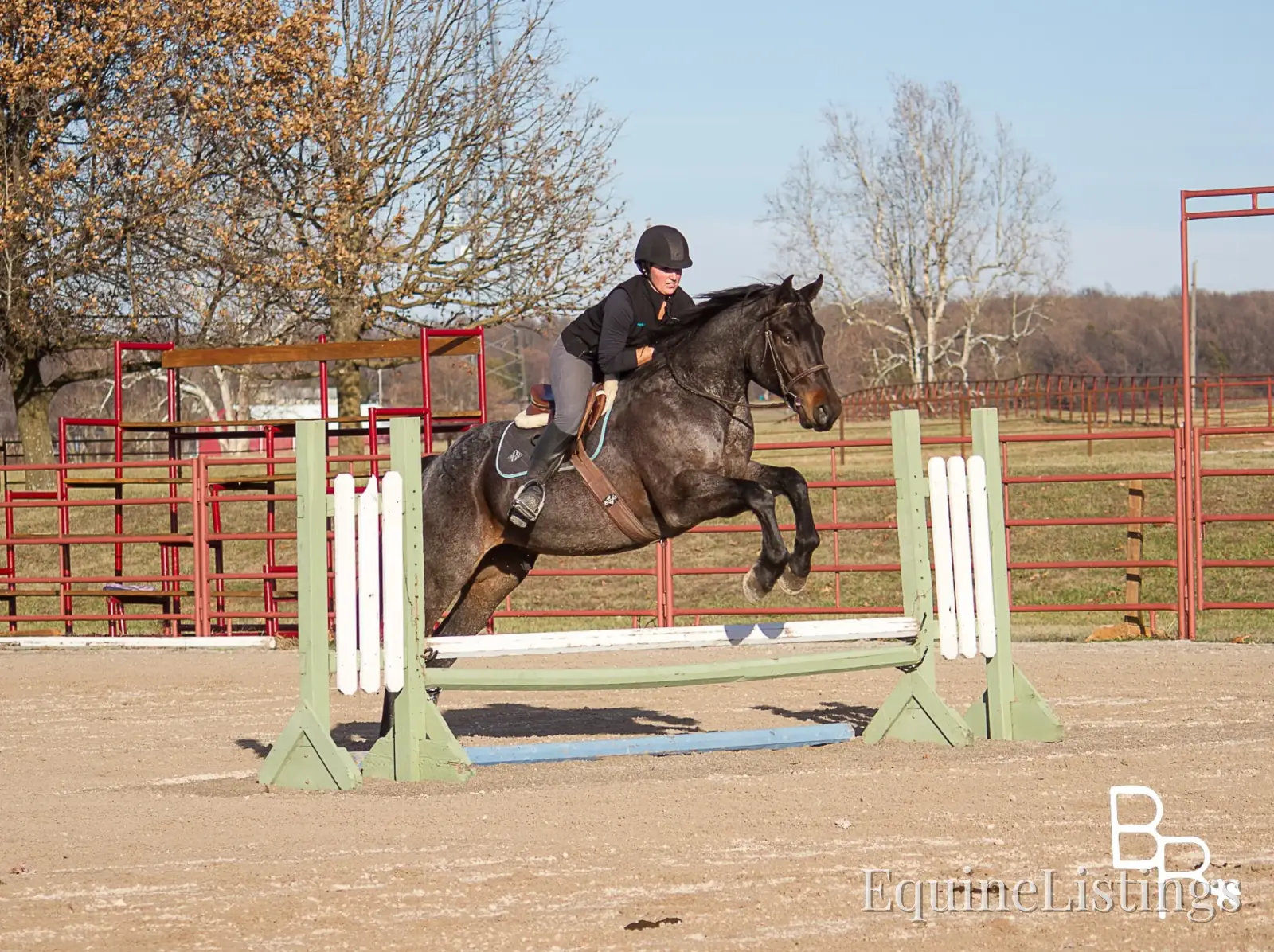 Jarred Blue Roan Gelding Draft - Photo 18