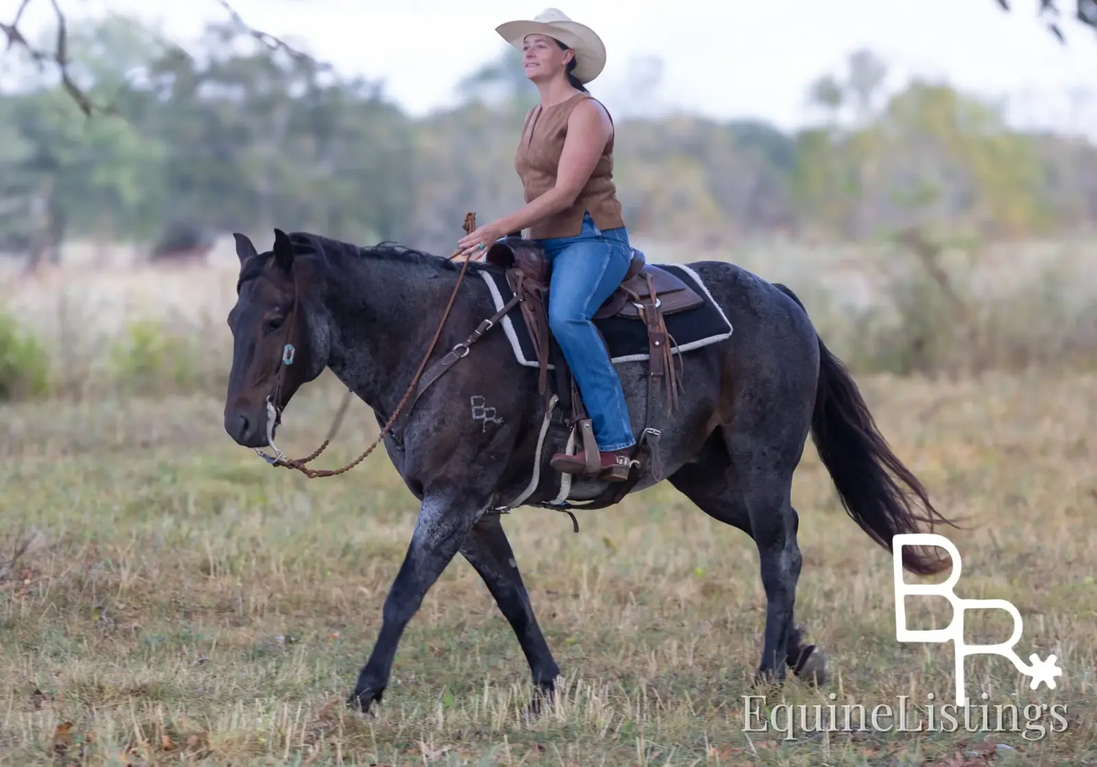 Jarred Blue Roan Gelding Draft - Photo 20