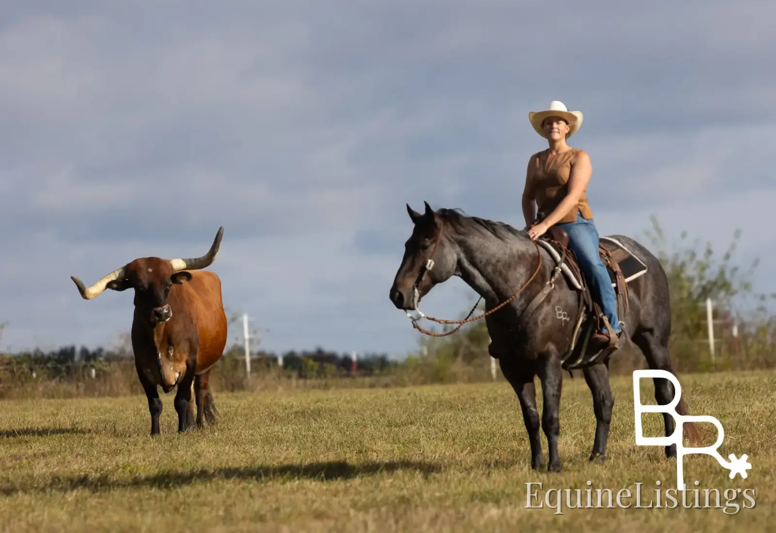 Jarred Blue Roan Gelding Draft - Photo 2